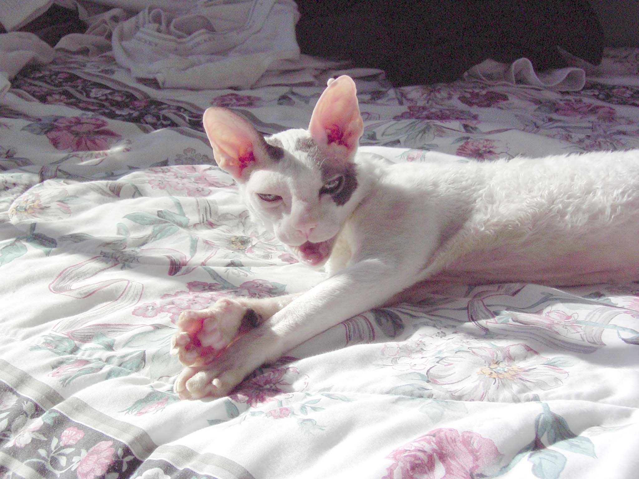 Eddy Reclining in bed