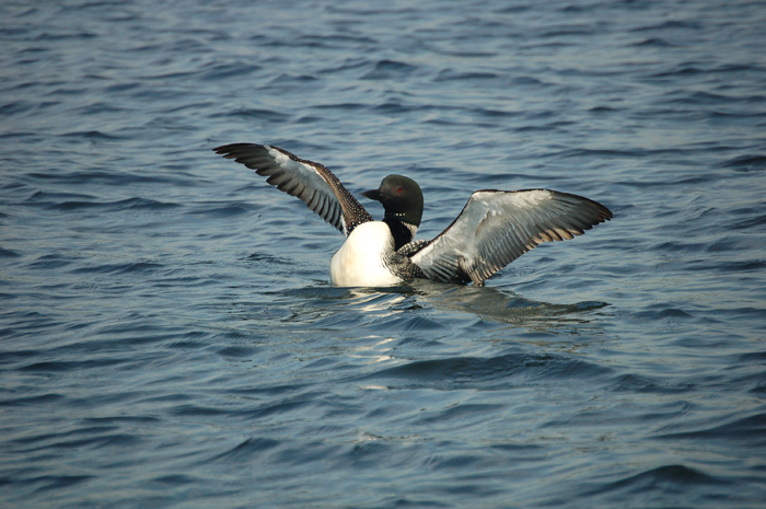 The Loon